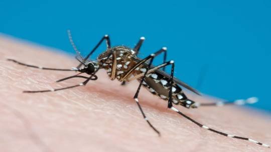 Brasil tem mais de um milhão de casos de dengue este ano; 214 mortes confirmadas