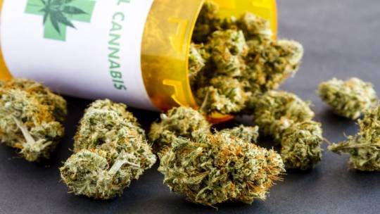 Câmara de Cuiabá aprova lei de uso da cannabis medicinal pelo SUS