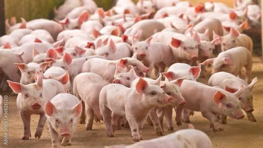 Produção de Carne Suína Deve Crescer no Brasil